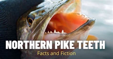 Northern Pike Teeth: Facts and Fiction - Outdoors Cult