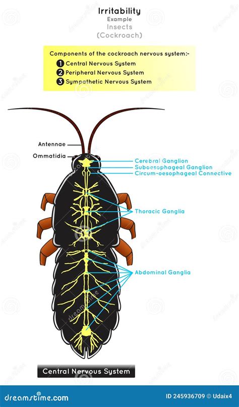 Irritability in Insects Infographic Diagram with Example of Cockroach Stock Vector ...