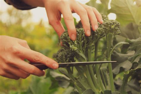 Harvesting your Broccoli - Food Gardening Network