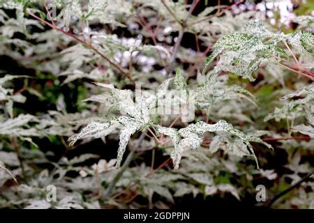 Acer palmatum ‘Ukigumo’ Japanese maple Ukigumo – small palmate cream leaves mottled dark green ...