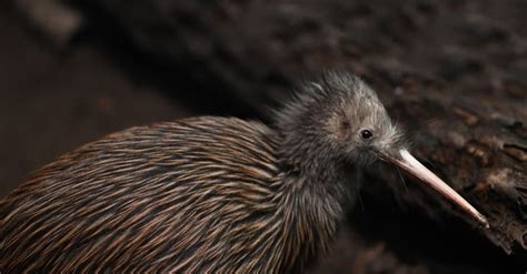 Kiwi Bird Predator Prey Relationships