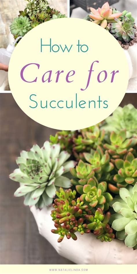 Succulent Care Tips for Beginners: The Ultimate Guide | Succulent gardening, Succulent ...