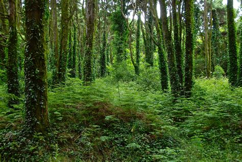 forest, Trees, Fern, Ivy Wallpapers HD / Desktop and Mobile Backgrounds