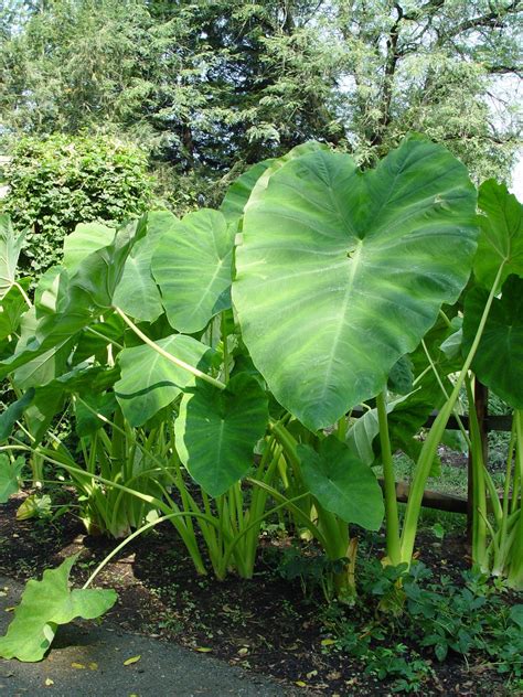 Can elephant ears be grown as a houseplant? | PennLive.com