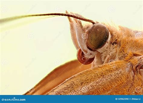 A moth head close-up stock photo. Image of field, tarantula - 32962390