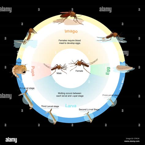 Culex Mosquito Life Cycle