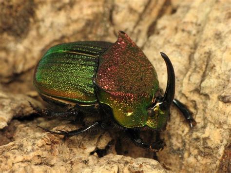 Rainbow Scarab Beetle: Identification, Life Cycle, Facts & Pictures