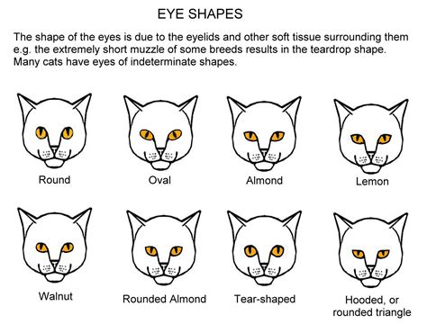 Eye Colours | Cat pupils, Cat eye colors, Kitten drawing