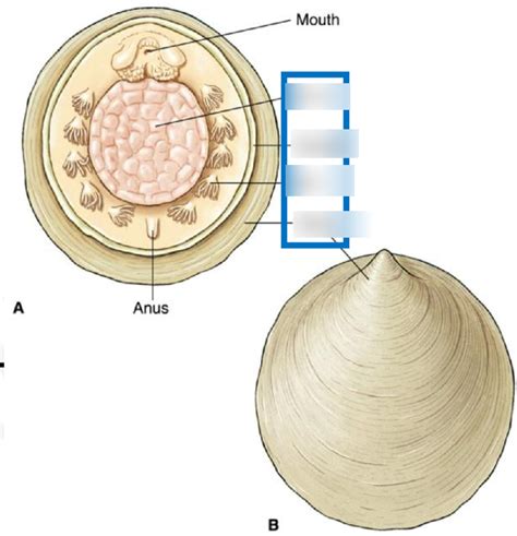 Class Monoplacophora Diagram | Quizlet