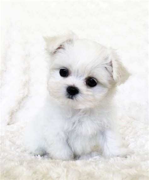 Teacup Maltese Puppy White!! - iHeartTeacups