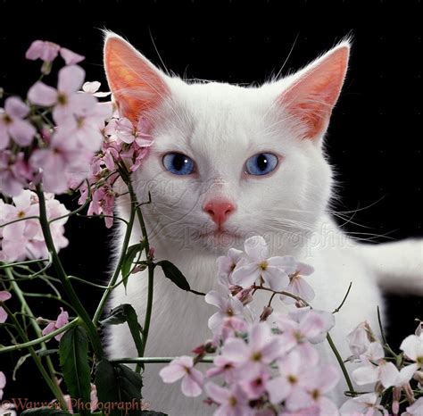 White cat with blue eyes photo WP05393