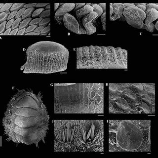 species of Polyplacophora. — A–D. Lucilina tilbrooki M ILNE 1958,... | Download Scientific Diagram