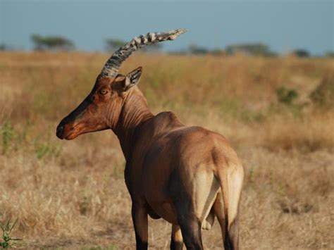 Chad wildlife safari, Zakouma national park | Responsible Travel