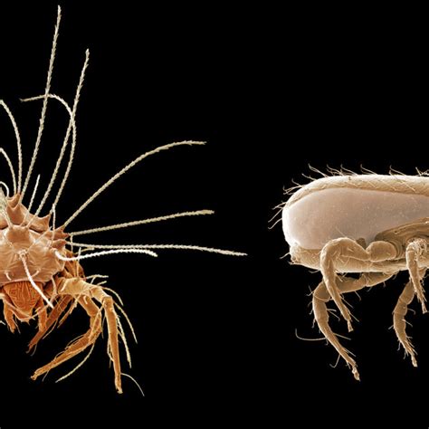 The interrelationships between mites and ticks, traditionally ...