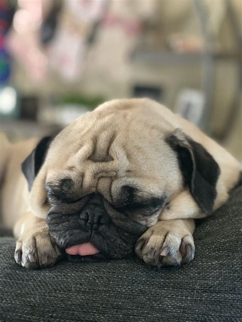 Paisley our rescue pug, sleeping the day away!!! : r/pugs