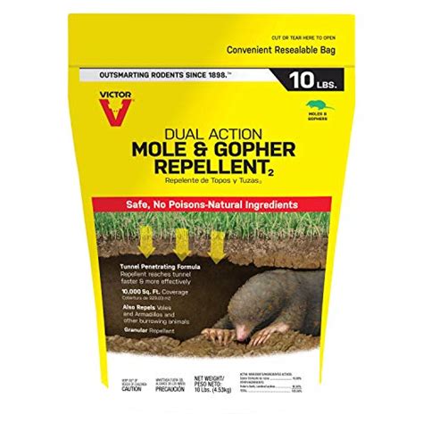 How to Get Rid of Voles | Updated for 2023