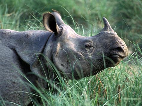 Greater One-Horned Rhino | Species | WWF