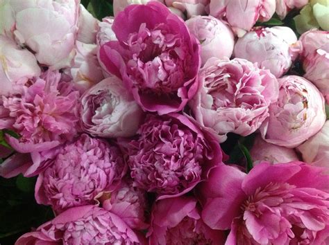 Beautiful pink peonies | Pink peonies, Peonies, Garden inspiration