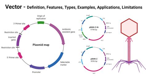 Vector: Features, Types, Examples, Uses, Diagram