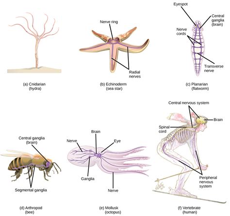 Components of the Nervous System | Biology for Majors II