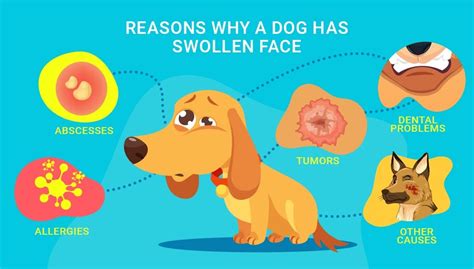 My Dog Has Swollen Face: 7 Reasons Why and What You Must Do