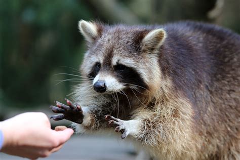 Should I Get A Pet Raccoon? | Borrett Animal Hospital