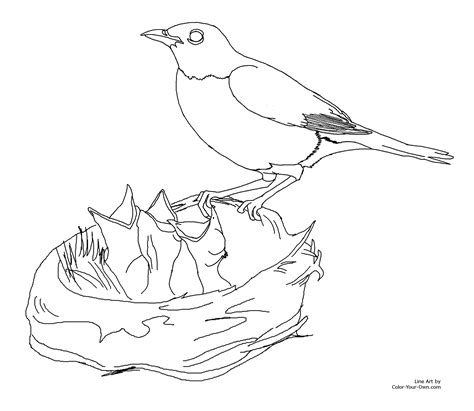 Robin Feeding Baby Birds Coloring Page