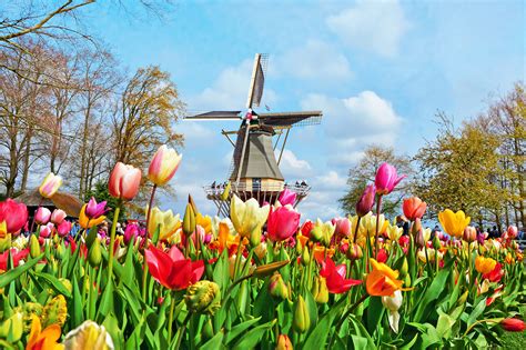 Netherlands Tulip Festival 2024 - Windy Bernadine