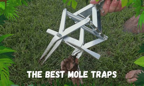 The Best Mole Traps To Consider in 2020 - 7 Top Picks