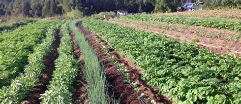 Organic Farming Practices: BusinessHAB.com..........