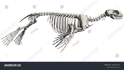 Animal Anatomy Sea Lion Skeleton Scientific Stock Illustration 2382300513 | Shutterstock