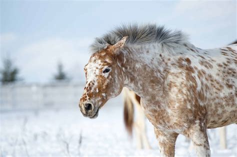 20 Gorgeous Images Of Appaloosa Horses To Make Your Day