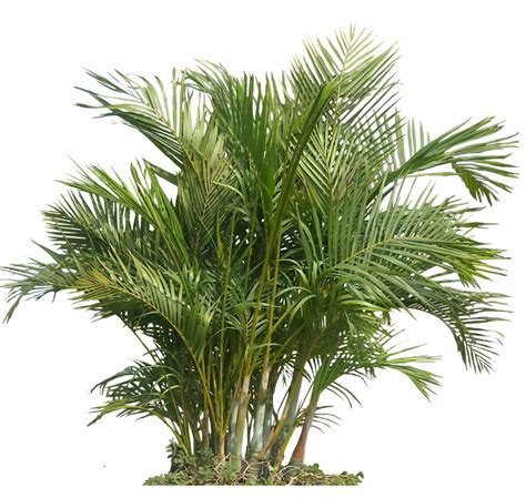 Tropical Plant Pictures: Chrysalidocarpus lutescens ( Areca Palm )