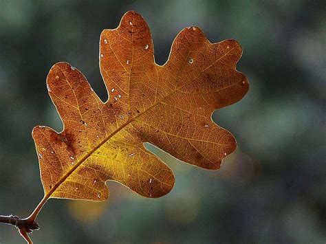 Oak Leaf Closeup Background Image, Wallpaper or Texture free for any web page, desktop, phone or ...