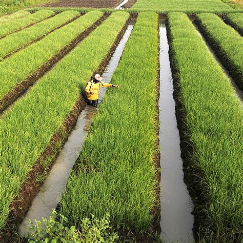 Budidaya Bawang Merah Di Lahan Sawah Bekas Padi - Pituluik