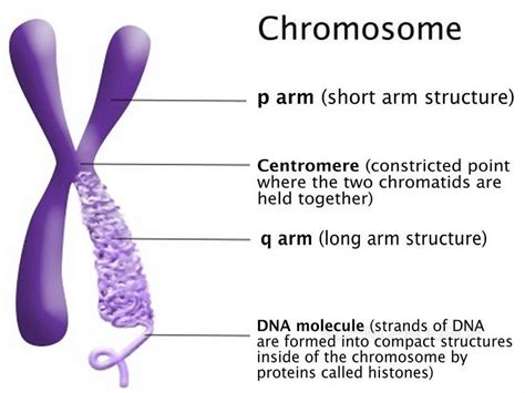 [DIAGRAM] Nucleus Chromosomes Diagram - MYDIAGRAM.ONLINE