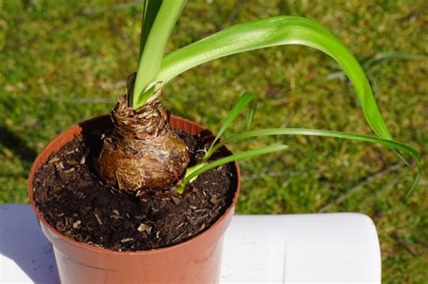 Locate Healthy Bulb Offsets To Easily Propagate New Amaryllis Plants For Your Collection ...