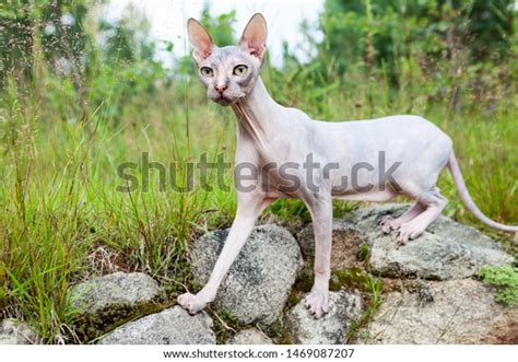 3,034 Don Sphynx Images, Stock Photos & Vectors | Shutterstock