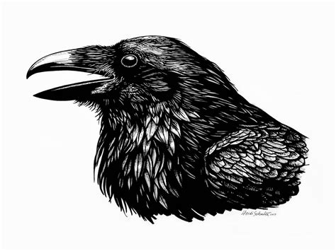 Raven Ink Drawing at PaintingValley.com | Explore collection of Raven Ink Drawing