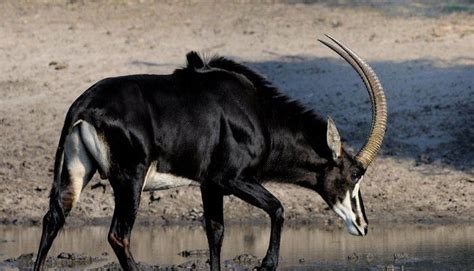 Giant sable antelope - Alchetron, The Free Social Encyclopedia