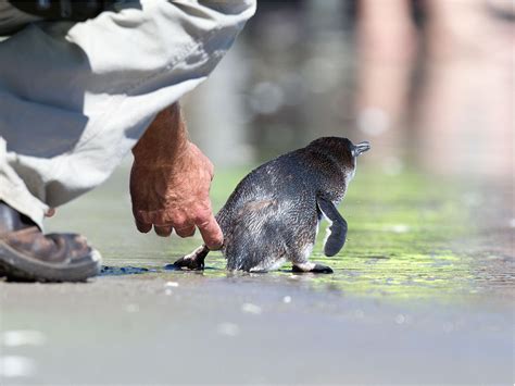 New Zealand town builds underpass to help penguins travel between their nests and sea | The ...