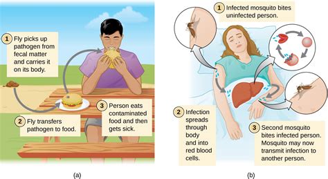 12.3 Modes of Disease Transmission – Allied Health Microbiology