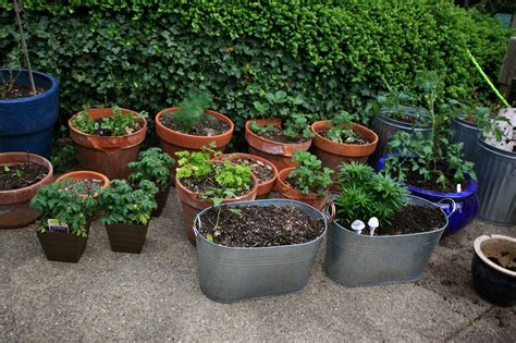 The Potted Garden