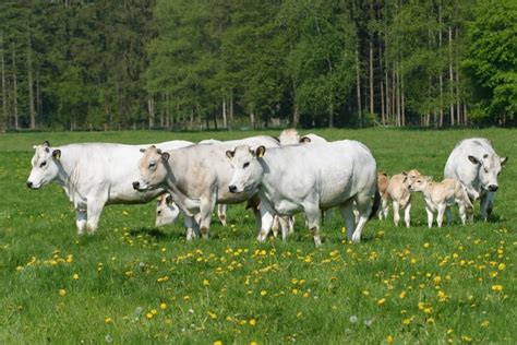 Chianina Cattle Breed: Facts, Uses, Pictures, Origins & Characteristics | Animal World