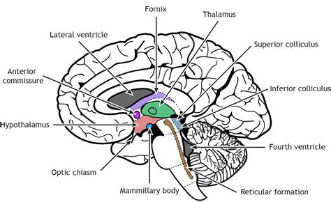 Internal Brain Anatomy – Foundations of Neuroscience