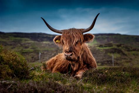 Where to See Highland Cows in Scotland | Inspiring Travel Scotland