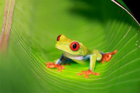 Red Eyed Tree Frog Habitat