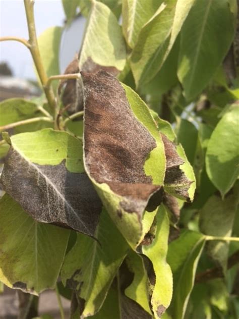 Pear tree disease? Leaves turning black — BBC Gardeners' World Magazine