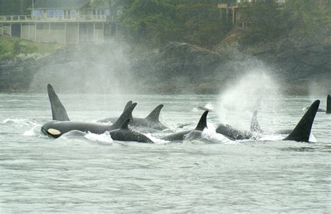 Orca Whales - The Guide to the San Juan Islands