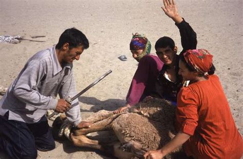 PHOTO of Turkmenistan, Kara Kum desert, Yerbent (Jerbent), Turkmen desert people marking their ...